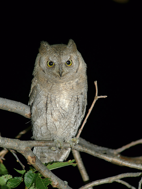 Assiolo - Otus scops in Digiscoping